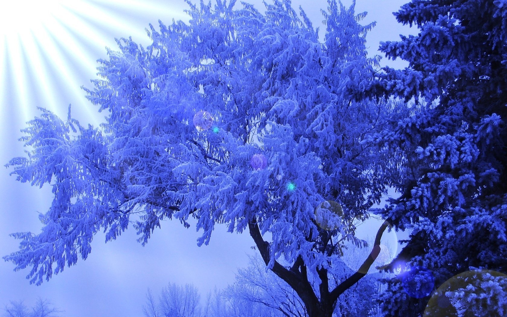 gelo inverno albero raggi del sole