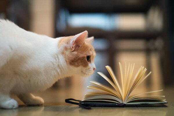 Die Katze schaut auf ein offenes Buch