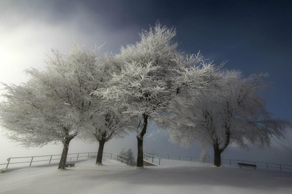 Cuatro árboles en la nieve en la colina