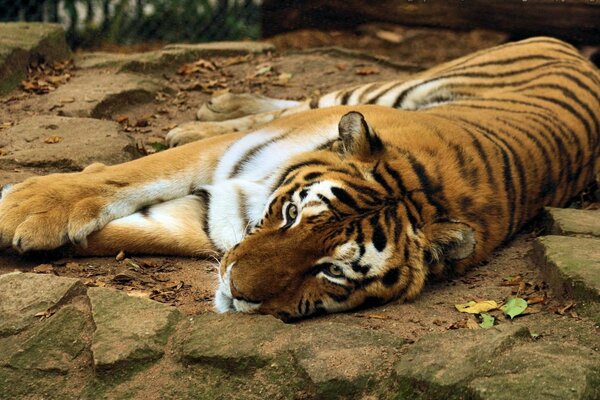 Морда тигра лежащего на камнях