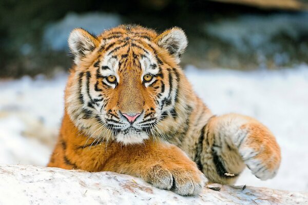 Die Schnauze eines Tigers mit flauschigen Pfoten