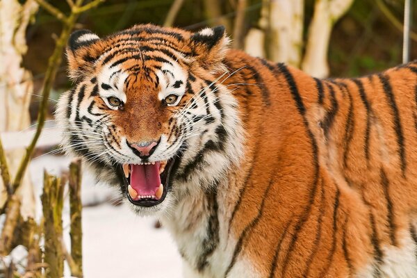 Growling Amur tiger in the snow