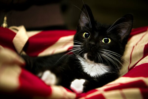 A black kitten with green eyes on a red plaid