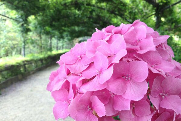 La flor rosada perfuma en el camino