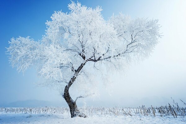A beautiful tree under the snow on a white background