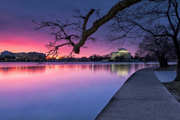 Trees in an evening park in Washington