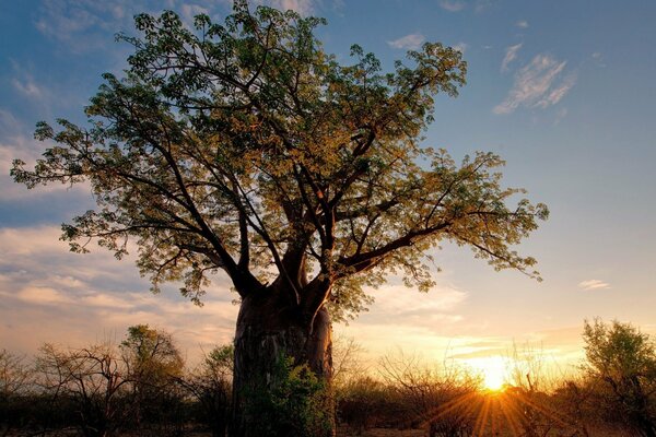 Die Morgendämmerung und der uralte Baum in Afrika