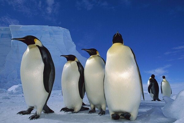 Penguins in the north among the ice floes