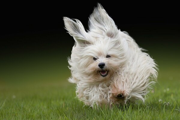 The Havana bichon runs through the green grass and its fur flies apart