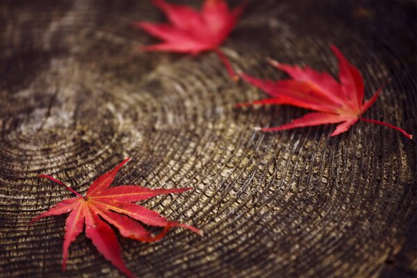 Autumn. Orange leaves on a stump