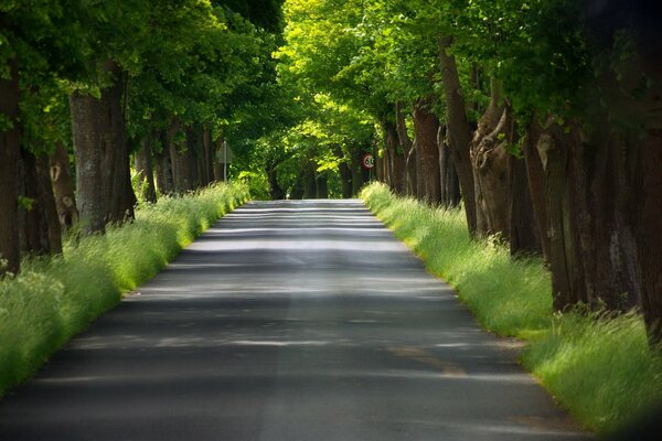 The image of nature on a summer day