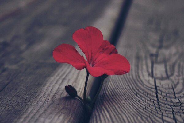 Macro effect, a bud of red geranium makes its way out from under the floorboards