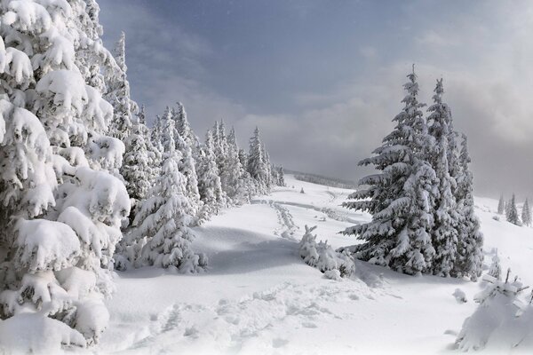 Заснеженный лес с тропками в снегу