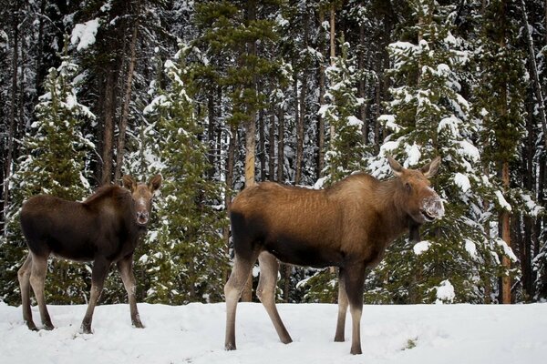 Two moose in the winter forest