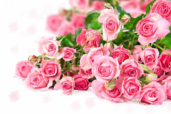 Reflejo de brotes de rosas Rosadas, tallos verdes