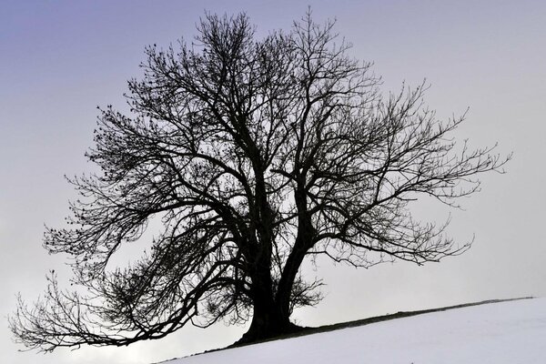 Grand arbre solitaire sur la pente en hiver