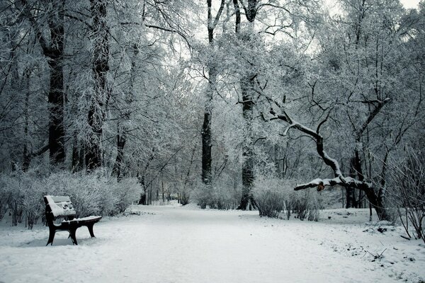 THE OLD AGE OF LONELINESS THE MEMORY OF BEAUTY