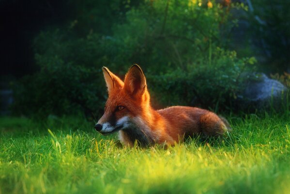 Fox cub in the sun bright grass