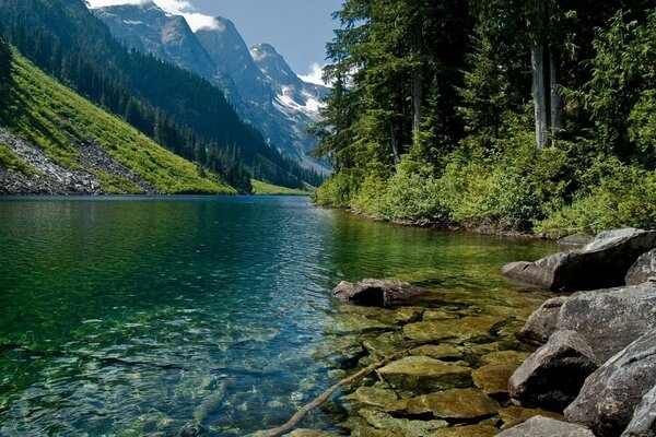 Fiume della foresta in natura