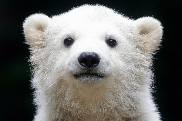 Weißer Bär neugieriger Blick