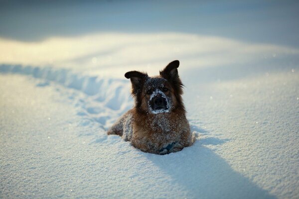 Perrito con orejas lindas caminando en la nieve