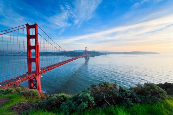 Trees near the Golden Gate Bridge in San Francisco