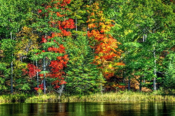 Herbstlaub der Bäume in der Nähe des Sees