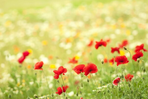 Polne kwiaty na polanie i czerwone maki