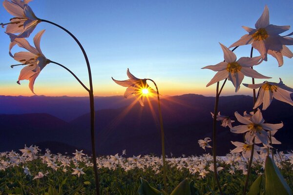 THE ETERNAL BEAUTY OF ENJOYING THE SUNSET