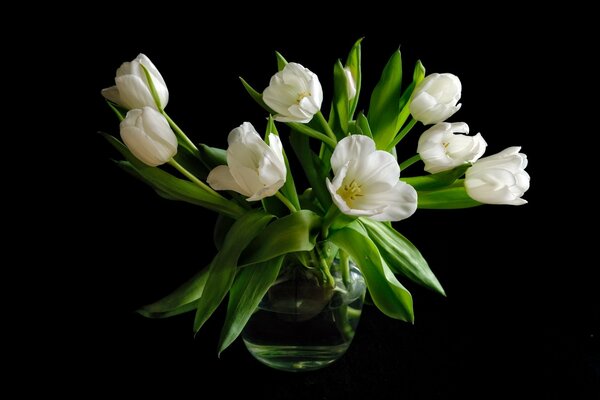 Strauß weißer Tulpen auf schwarzem Hintergrund