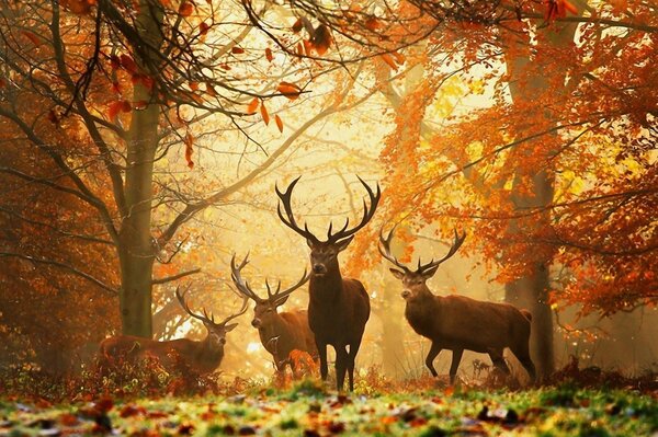 Cuatro ciervos en el bosque de otoño