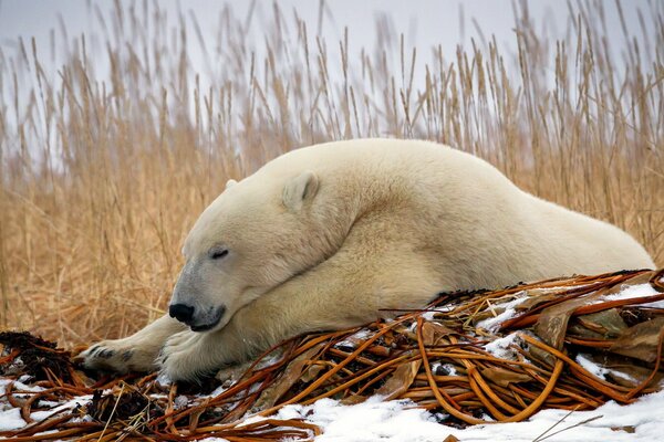 Ours polaire dans la forêt d hiver