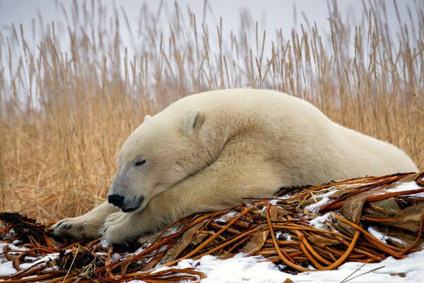 Orso polare nella foresta invernale