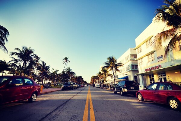 Miami City Street in palm tree landscaping