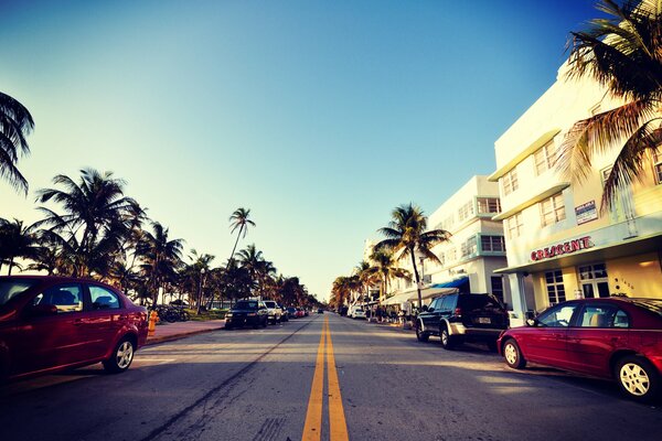 Calle de la ciudad de Miami en Palm greening