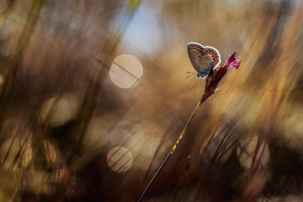 Papillon sur fond de fleur floue