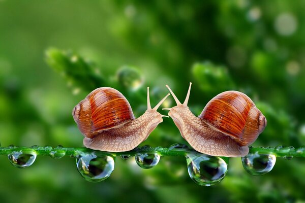 Date escargot gros plan gouttes de rosée