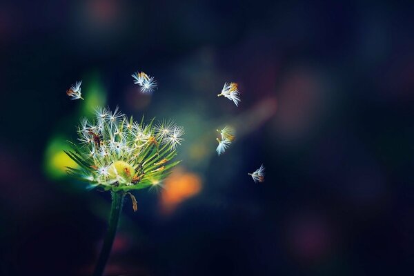 The dandelion is blown apart by the wind