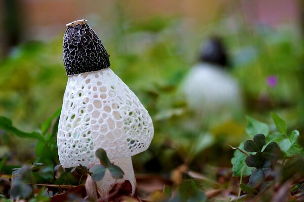 Unusual mushrooms growing in clover