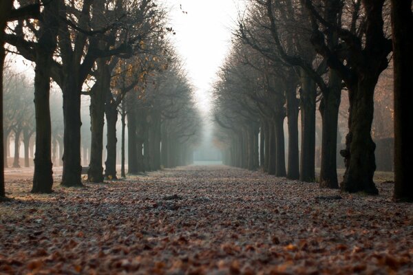 Park alley strewn with fallen leaves