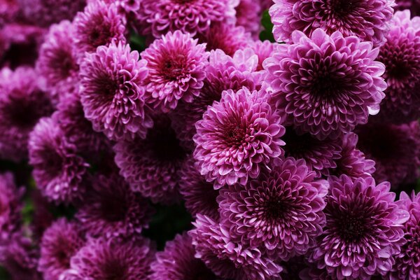 Chrysanthèmes roses moelleux juteux