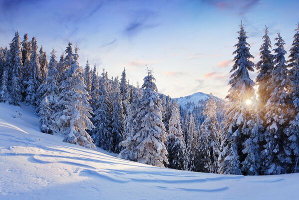 Bosque de invierno en las montañas bajo el cielo azul