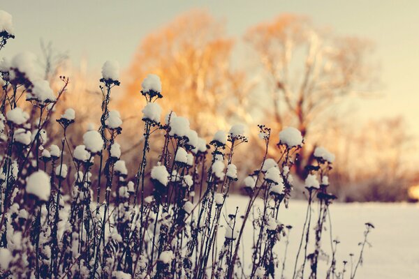 Trockenes Gras unter einer Schneekappe