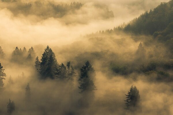 Загадочное утро в туманном лесу