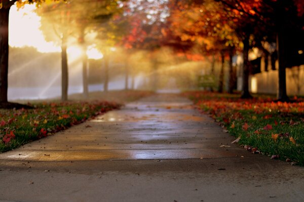 Autumn alley with trees in the side