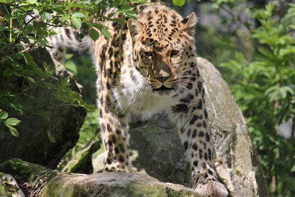 The Far Eastern leopard comes out of the bushes