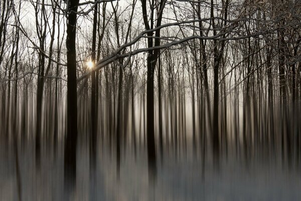 Wald im dichten Nebel im Morgengrauen