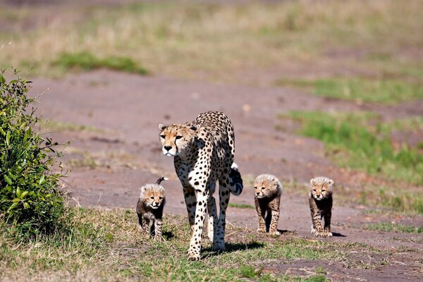 Mother cheetah leads her cubs across the road