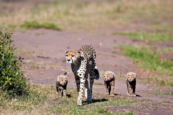 Mamá Cheetah conduce a sus cachorros al otro lado de la calle