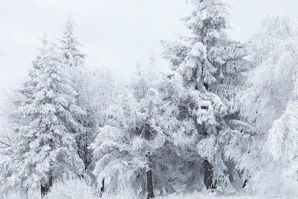 Frostiger Wald, Bäume im Frost